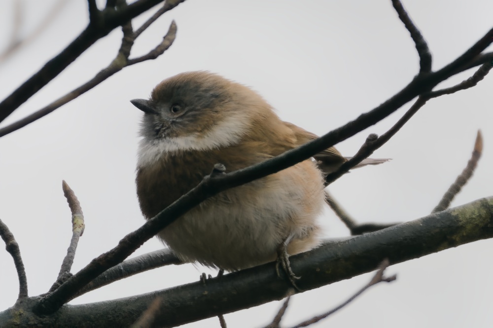 Sooty Bushtit