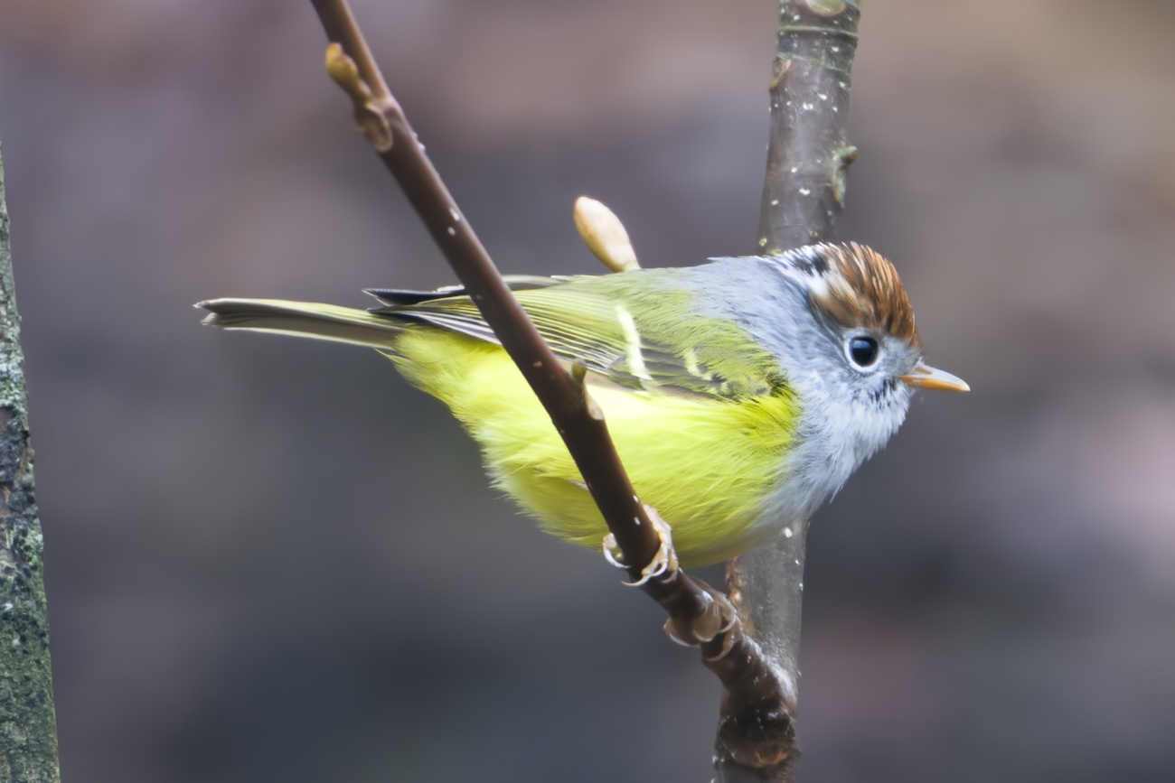 Chestnut-crowned Warbler