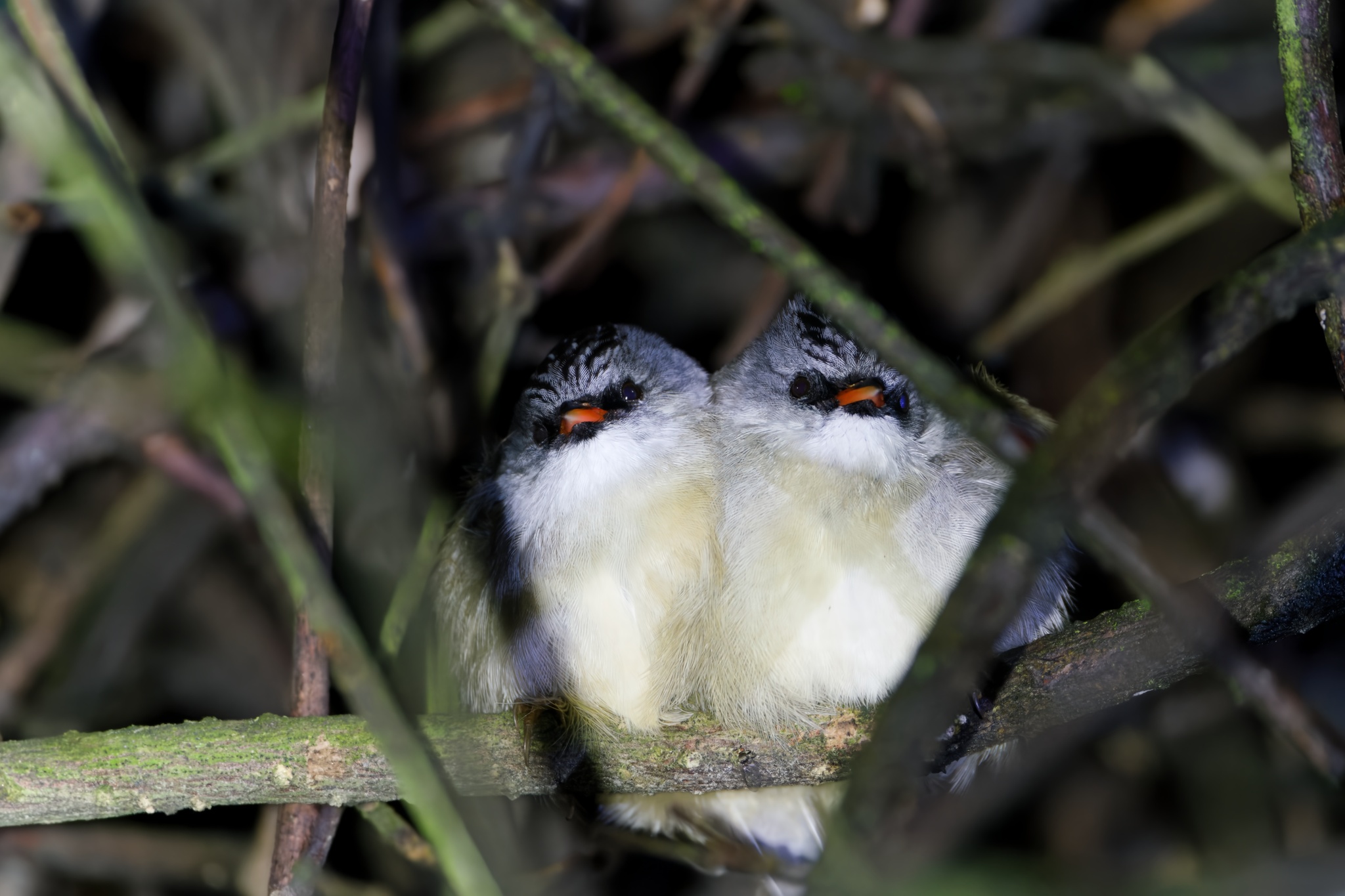 Black-chinned Yuhina