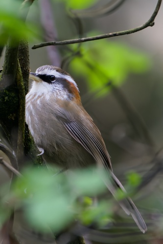 Streak-breasted Scimitar Babbler (Pomatorhinus ruficollis), photo 8