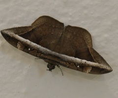 Hemeroblemma opigena