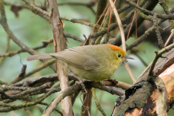 Rufous-capped Babbler