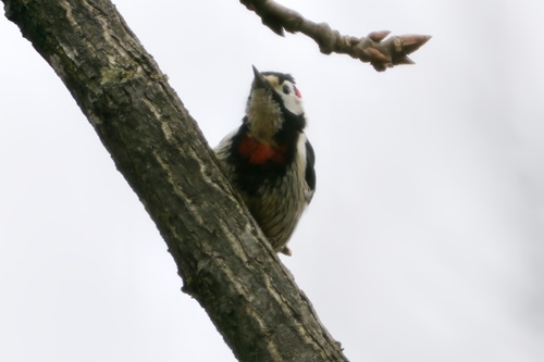 Necklaced Woodpecker (Dryobates pernyii), photo 7