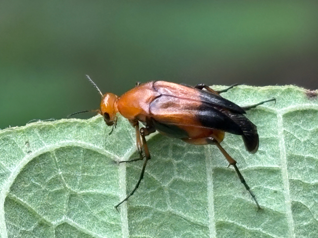 Macrosiagon terminata