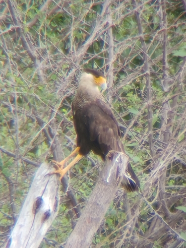 Crested Caracara