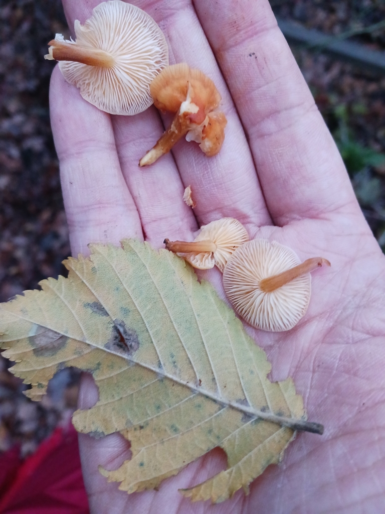 Flammulina velutipes · December 2025 · photo: © mangoblatt (iNaturalist, cc0)