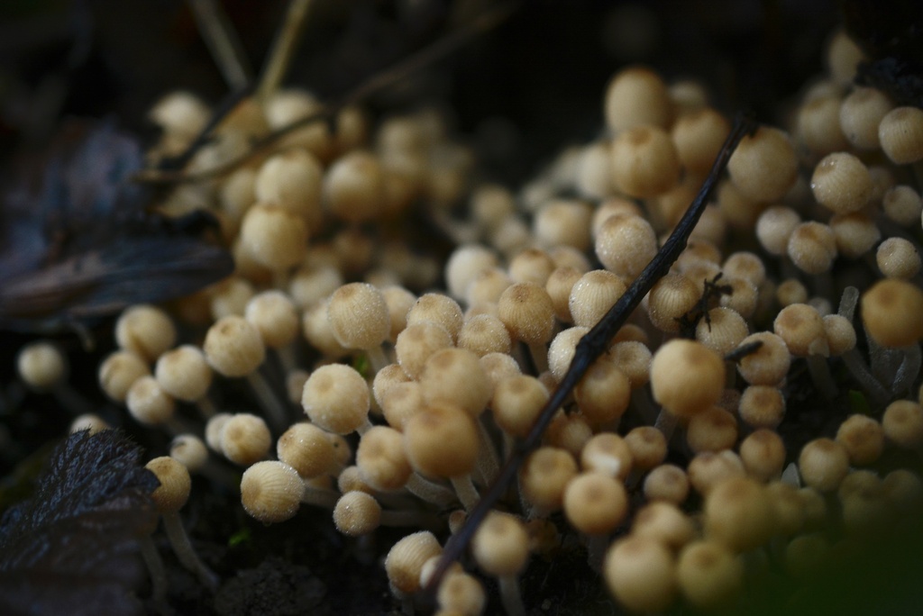 Coprinellus disseminatus · December 2025 · photo: © cryptomarasmius (iNaturalist, cc-by)