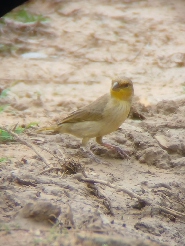 Orange-fronted Yellow-Finch