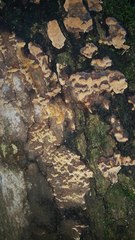 Fuscoporia ferruginosa