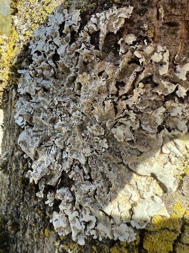 Linden-Schüsselflechte