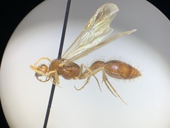 Chyphotidae