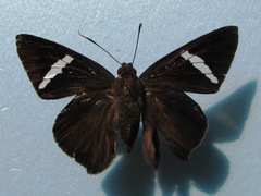 Porphyrogenes eudemus