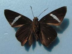 Porphyrogenes eudemus