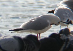 Chroicocephalus ridibundus