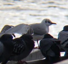 Chroicocephalus ridibundus