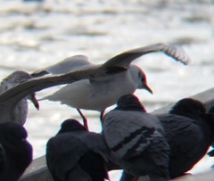 Chroicocephalus ridibundus