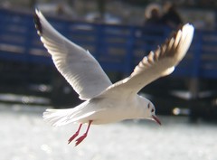 Chroicocephalus ridibundus