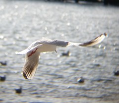 Chroicocephalus ridibundus