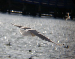 Chroicocephalus ridibundus