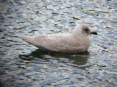 Larus glaucoides