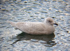 Larus glaucoides