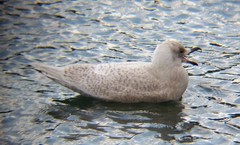 Larus glaucoides