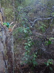 Pseudopanax arboreus