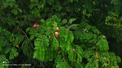 Samanea tubulosa, photograph (c) Thomaz Ricardo Favreto Sinani, some rights reserved (CC BY)