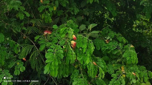 Samanea tubulosa, photograph 6