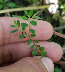 Phyllanthus caroliniensis