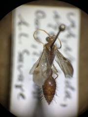 Chyphotidae