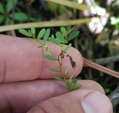 Phyllanthus caroliniensis