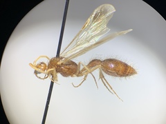 Chyphotidae