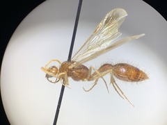 Chyphotidae