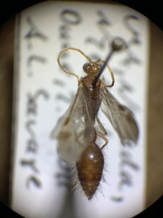 Chyphotidae