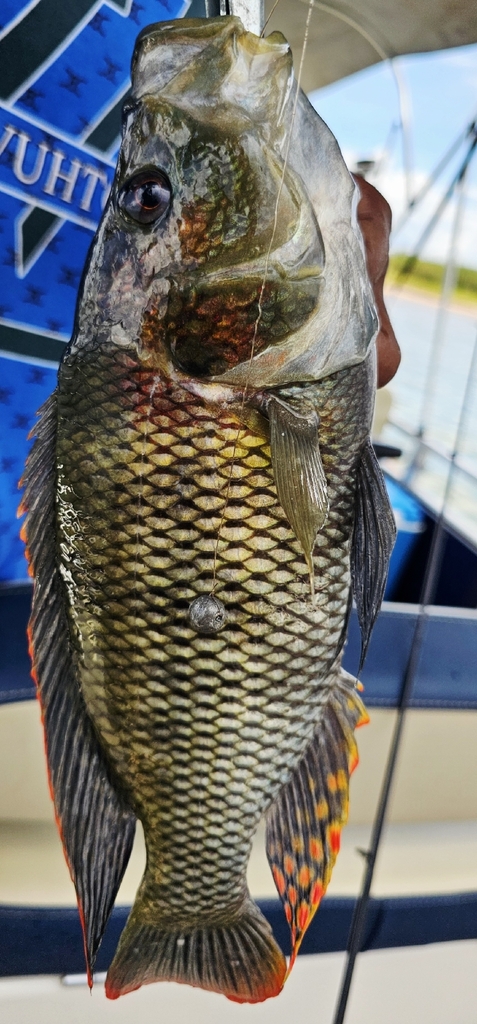 Purpleface largemouth (Serranochromis macrocephalus) — Cichlidae