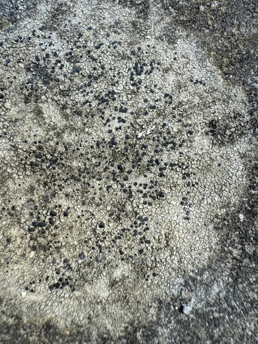 Fleck-Schwarznapfflechte