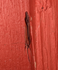 Psychoglypha bella
