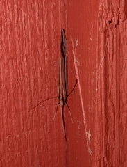Psychoglypha bella