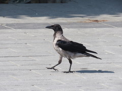 Corvus cornix