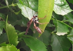 Mischocyttarus drewseni