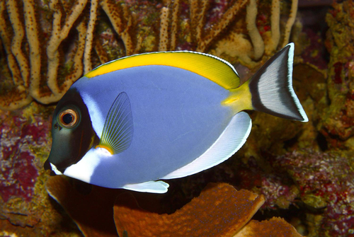Powder Blue Tang — seen at this dive site