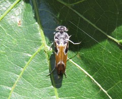 Glipa hilaris