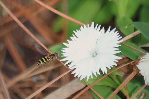 Unknown species found near Montgomery County, TX, USA