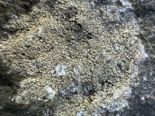 Flechtenschlauchpilze