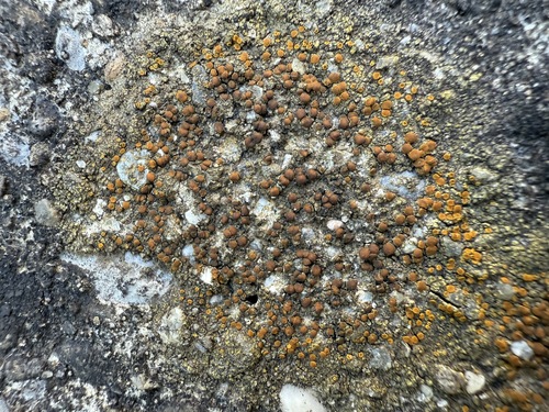 Gelbgrüner Schönfleck