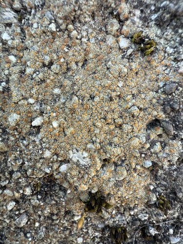 Felsen-Kalksteinkruste