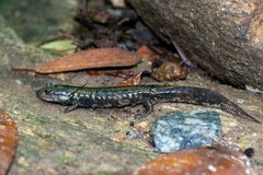 Desmognathus amphileucus