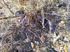 Silphium terebinthinaceum