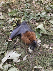 Pteropus poliocephalus